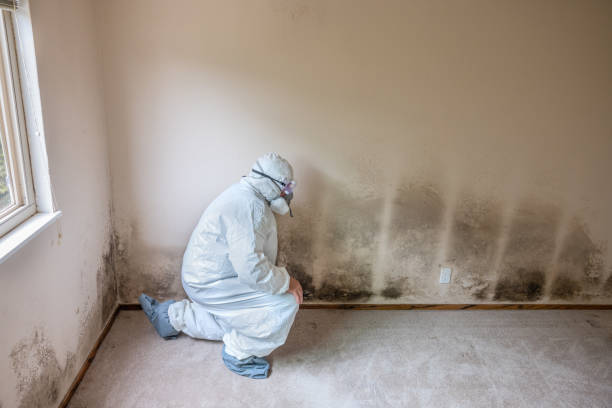 Best Basement Mold Removal  in Bayshore Gardens, FL